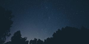 Silhouette trees under a Star Sky