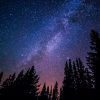 Trees against Purple Night Sky Print