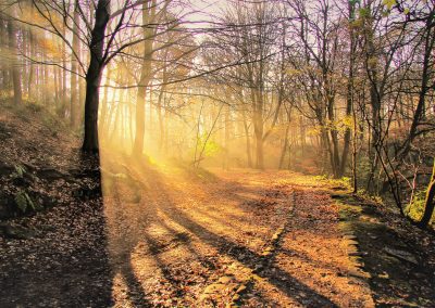 Photography print of trees