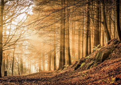 Photography print of trees