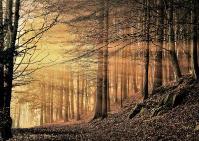 Tree Photography Print