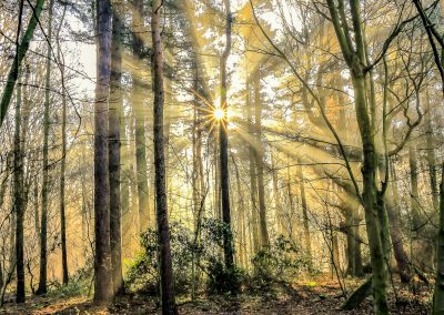Forest photography